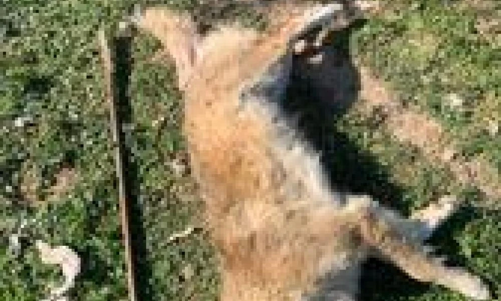 Νέα απάνθρωπη κτηνωδία στα Μέγαρα! Βίασαν με σίδερο μία σκυλίτσα (Σκληρές εικόνες)